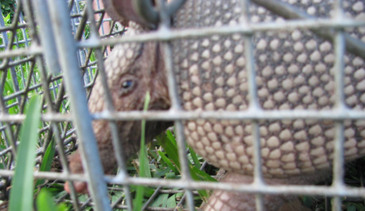 Armadillo Caught by Animal Removal Experts in a Tarpon Springs Property