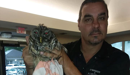 Animal Removal Expert Holding an Owl He Rescued on Tarpon Springs Street