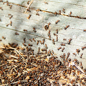 Group of Ants To Be Exterminated By Pest Control Services Company in Tarpon Springs