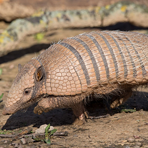 Armadillo Spotted by Tarpon Springs Wildlife Removal Professional