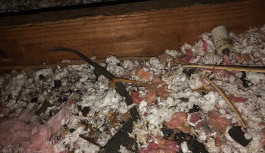 Rodents and Pests Droppings Removed By Tarpon Springs Attic Restoration Company
