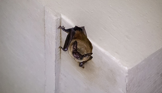 Bat Removed by Pest Control Company in Tarpon Springs Home