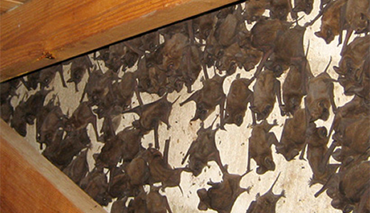 Tarpon Springs Bat-infested Attic Undergoing Bat Removal