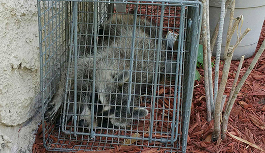 Raccon Removed By Pest Control Experts From Hernando County Garden