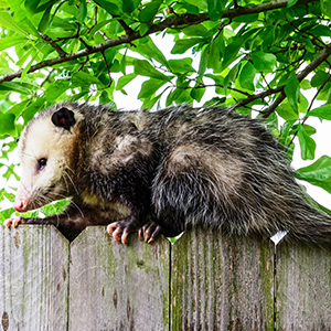 Sneaky Opossum Spotted By Wildlife Removal Experts in a Tarpon Springs Backyard