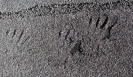 Raccoon Footprints Discovered By Tarpon Springs Animal Removal Professionals