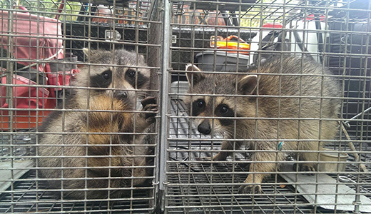 Two Raccoons Removed from Tarpon Springs FL Backyard