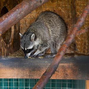 Raccoon Removed By Wildlife Experts from Tarpon Springs Property