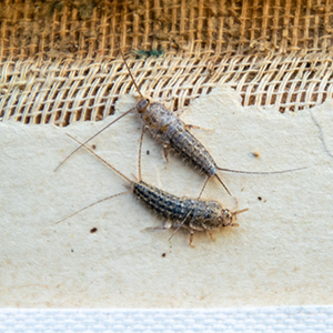 Silverfish Feeding On Paper Found By Tarpon Springs Pest Control Services Company