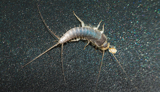 Silverfish Removed by Exterminators in Tarpon Springs Home