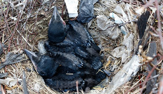 Pic of Bird Nest and Birds Needing Removal in Tarpon Springs