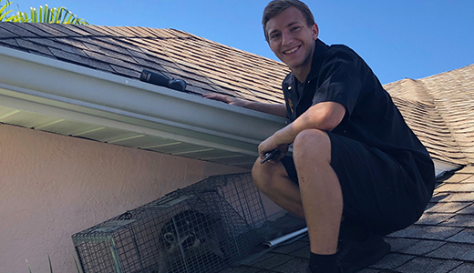 Pest Control Expert Together With Raccoon Caught on the Roof of a Bungalow in Largo, FL