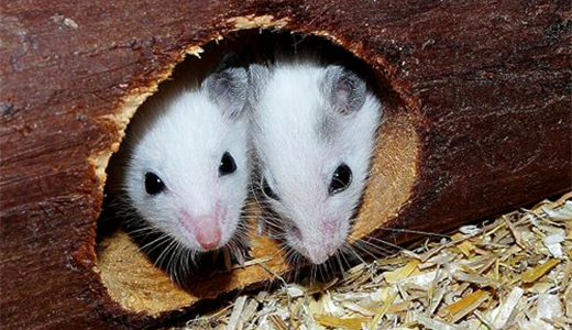 Two Mice Found by Palm Harbor Pest Control Professionals
