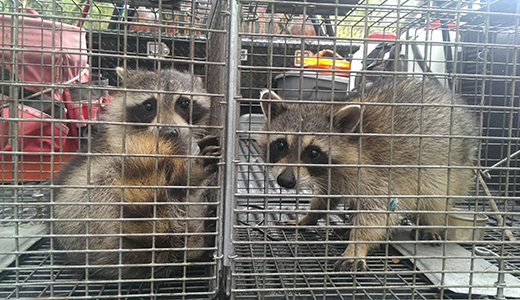 Two Raccoons Put In a Cage by Pest Control Experts Who Caught Them in Trinity Florida
