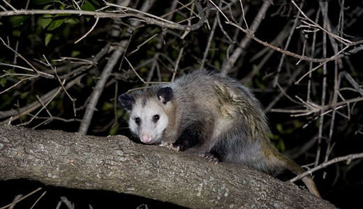 Opossum Found by Pest Control Professionals in Hudson Florida