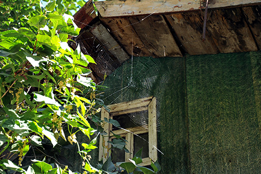 Spider Web on the Roof of Tarpon Springs House Scheduled To Be Removed by Spider Control Experts