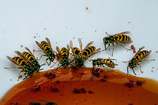 Yellow Wasps Found by Wasp Removal Experts Inside Tarpon Springs Home