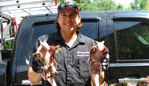 Pest Control Expert Holding Two Armadillos He Caught in Land O Lakes FL