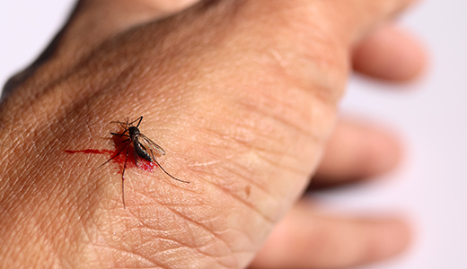 Dead Mosquito on the Hand of a Holiday Man Looking for Mosquito Control Services