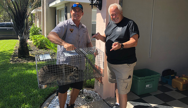 Holiday Man Posing Beside Pest Control Expert Holding Raccoon Removed From His Home