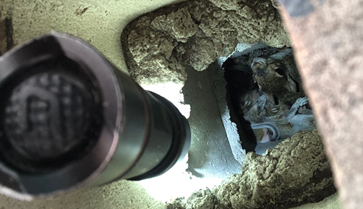 Squirrels Hiding in the Basement of a House in Holiday FL Found by Rodent Removal Company