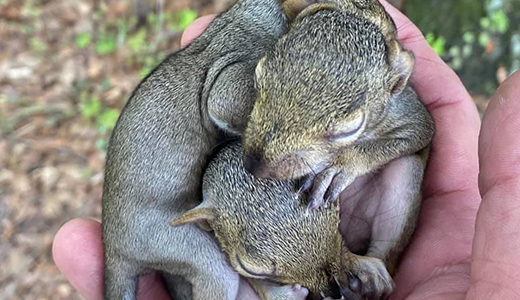 Three Small Squirrels on the Hands of a Holiday Rodent Removal Professional