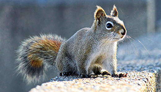 Squirrel Found Around Holiday Florida Property Looking for Wildlife Removal Services