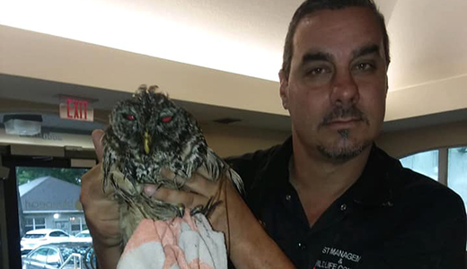 Animal Removal Expert Holding Owl He Rescued in a Private Property in Holiday Florida