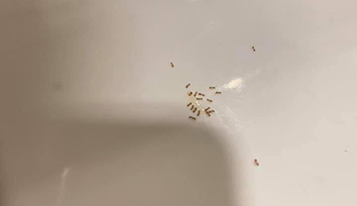 Dead Ants on the Floor of Holiday House After Homeowners Hired Ant Control Company