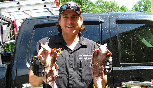 Holiday Animal Removal Professional Holding Two Armadillos He Removed from a Nearby House