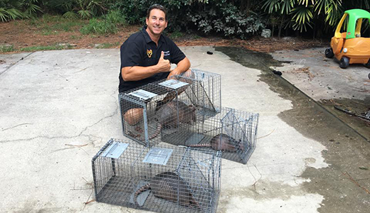 Three Cages with One Armadillo Each and Wildlife Removal Expert Who Caught Them in Holiday Florida