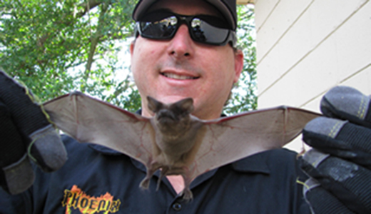 Wildlife Control Expert Holding Bat He Removed from Holiday Property