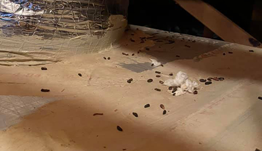 Droppings Found in the Attic by Mice Removal Experts Hired by Holiday Homeowner