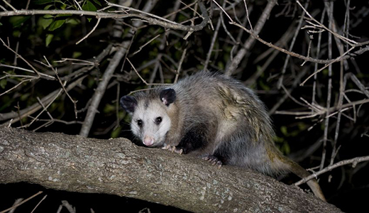 Opossum On a Tree of Holiday Property That Will Receive Opossum Removal Services