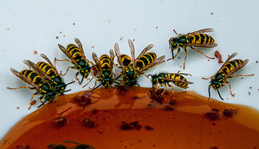 Group of Wasps at a Holiday House In Need of Wasp Removal Services