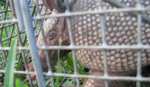 Armadillo Put Inside a Cage by Animal Control Experts in New Port Richey Florida