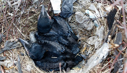 Nest with Young Birds Found by Bird Removal Experts Servicing Holiday Florida