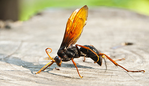 Hornet That Needs To Be Removed from a House in Holiday FL