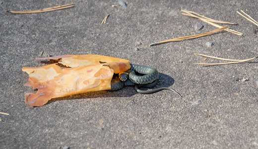 Snake On The Ground of a Park in Holiday Florida In Need of Immediate Removal