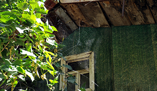 Spider Web on the Garden of a Holiday Homeowner Looking for Spider Control Professionals