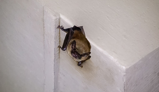 Bat Looking at Bat Removal Expert Photographing It in New Port Richey Florida