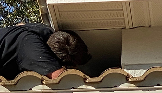 New Port Richey Pest Control Expert Removing a Bird Stuck on the Roof