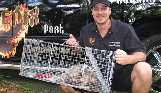 New Port Richey Opossum Removal Expert Holding Cage With an Opossum