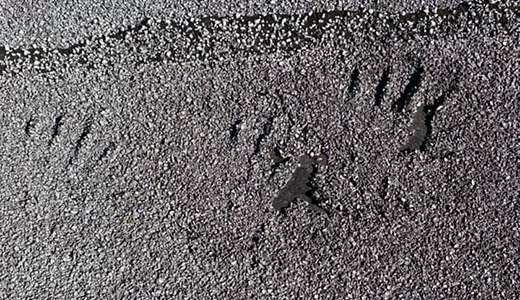 Footprints of Raccoons Found in a Property in New Port Richey In Need of Raccoon Removal Services