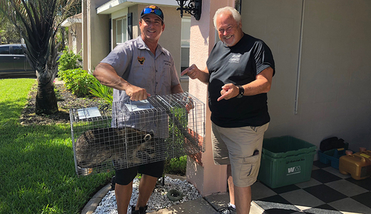 Trinity Florida Man and Raccoon Exterminator Holding Raccoons He Removed and Caged