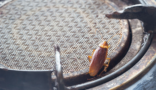 Roach Control Palm Harbor FL Big Cockroach Near the Burner Found by Palm Harbor Roach Control Expert