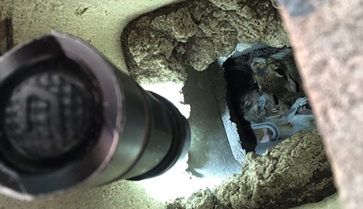 Squirrels Spotted by Pest Control Pros in the Basement of a Wesley Chapel Property
