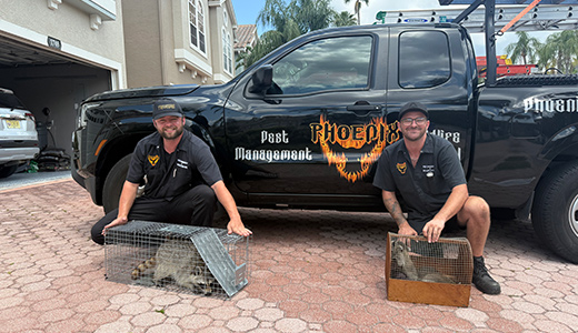 Raccoons Caught by Pest Control Experts From Zephyrhills Property