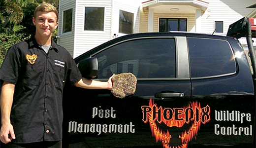Wesley Chapel Pest Control Expert Holding a Hornets Nest