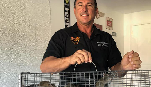 Employee of Top Rat Removal Company in Pinellas Park Holding Cage Full of Rats He Caught